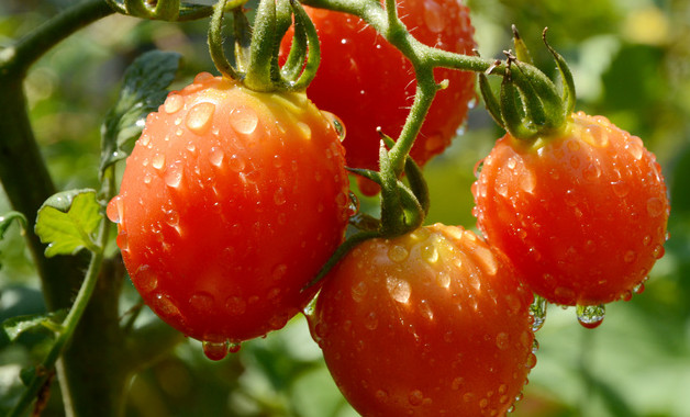 观赏西红柿养殖方法