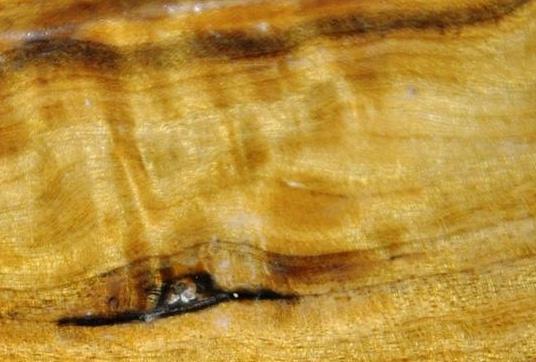 600岁“古楠木王”被盗割-楠木是国家几级保护植物"