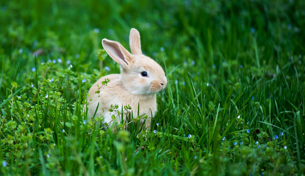兔子的养殖技术及方法