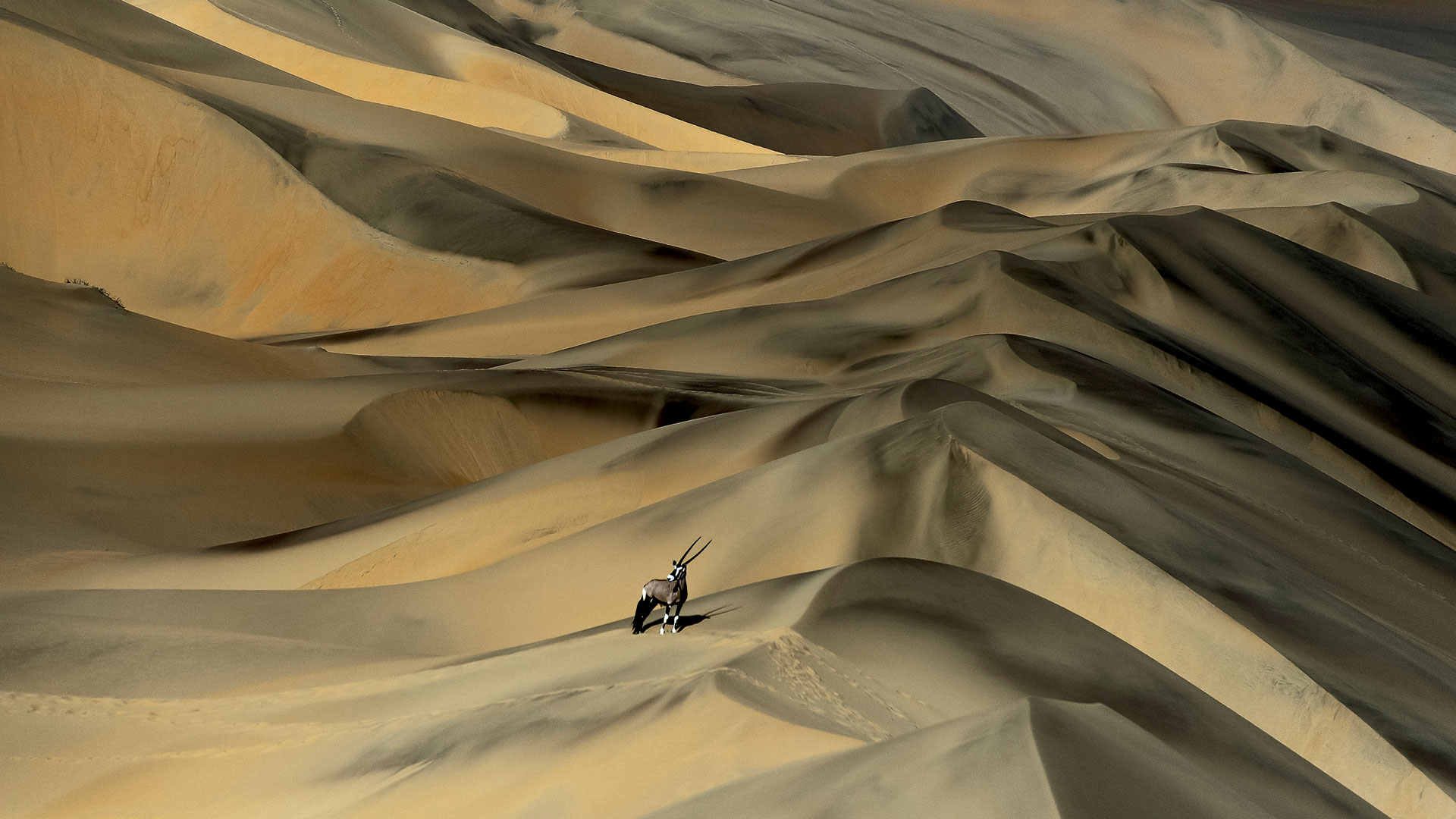 微软壁纸探索世界0602-南非剑羚在沙丘中（gemsbok）